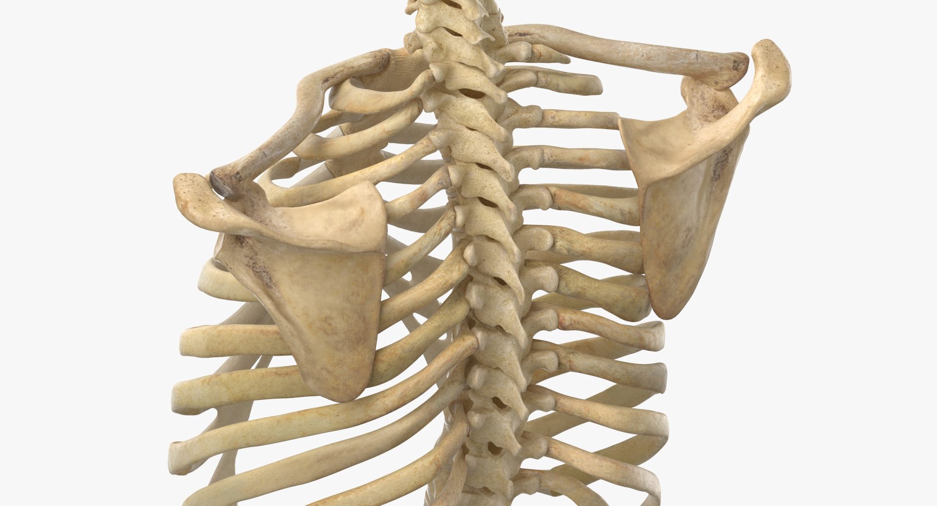 Human rib cage spine 3D model - TurboSquid 1657167