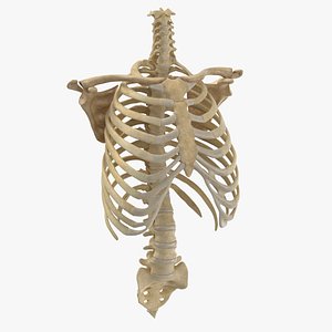 Real Human Rib Cage Spine Calvicle and Scapula Bones Anatomy With Disks 01