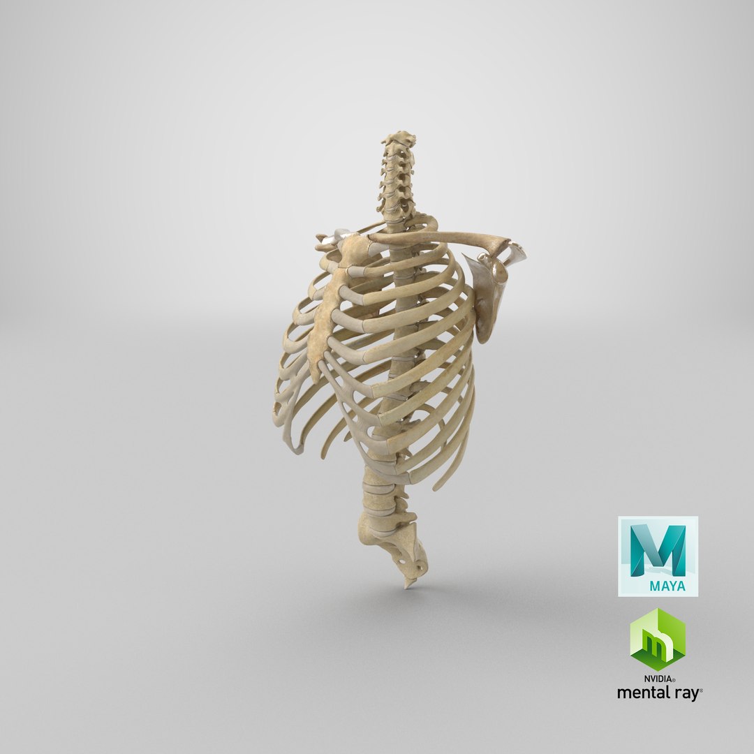 human rib cage spine 3D model https://p.turbosquid.com/ts-thumb/eE/u24UFz/uM/stemcell_maya_mental_ray_render/png/1660075507/1920x1080/fit_q87/33548e8af69532220a7c9a56d56050d654180f7f/stemcell_maya_mental_ray_render.jpg