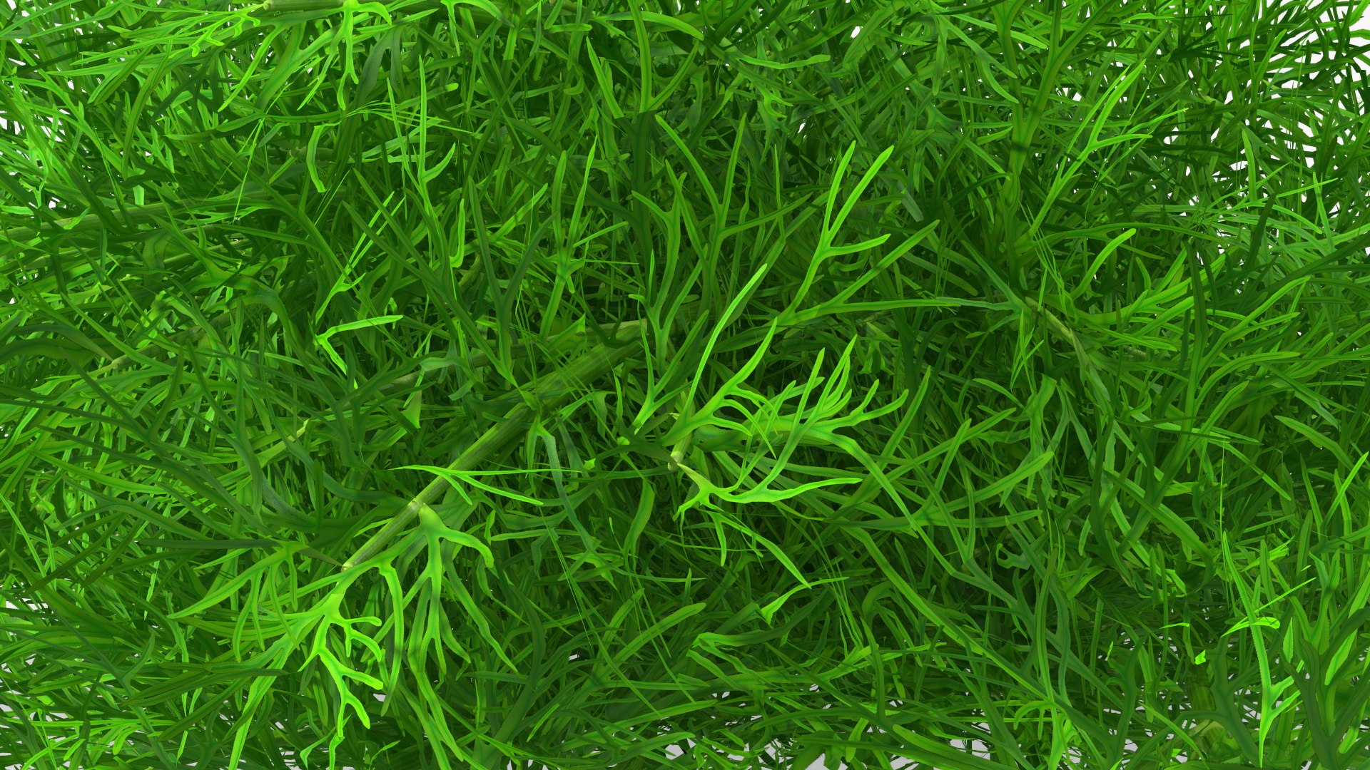 Dill Bunch With Rope 3D model https://p.turbosquid.com/ts-thumb/eF/0aA3Zb/9Z/dillbunchwithrope3dmodel017/jpg/1651850512/1920x1080/fit_q87/6be109e95d53fb26d1235bdbd8db808848a1c40e/dillbunchwithrope3dmodel017.jpg