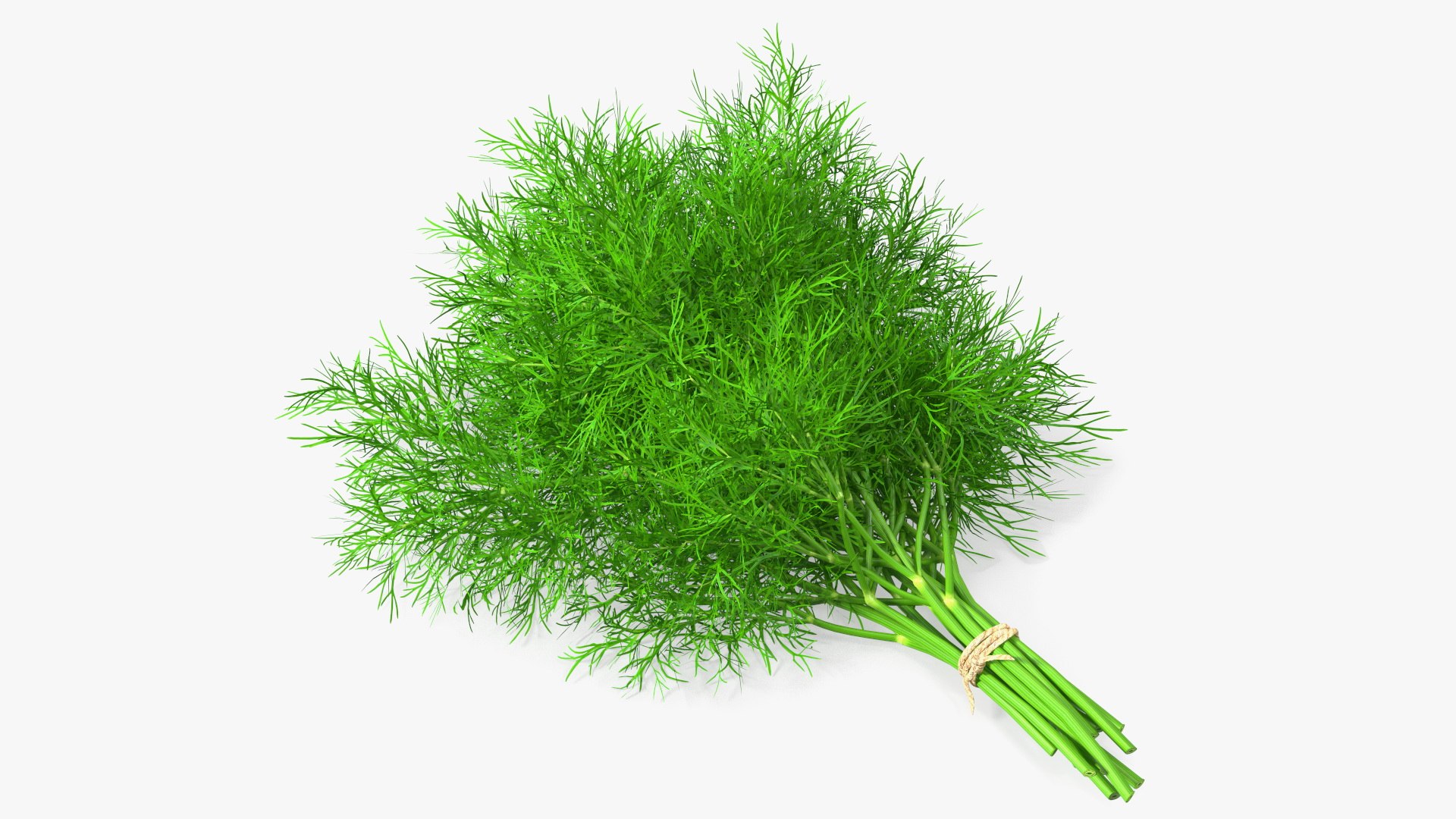 Dill Bunch With Rope 3D model https://p.turbosquid.com/ts-thumb/eF/0aA3Zb/CP/dillbunchwithrope3dmodel007/jpg/1651850485/1920x1080/fit_q87/60c0f5deb662202e7236b53d93fd4a3e3f957d05/dillbunchwithrope3dmodel007.jpg