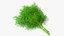 Bouquet d'aneth avec corde