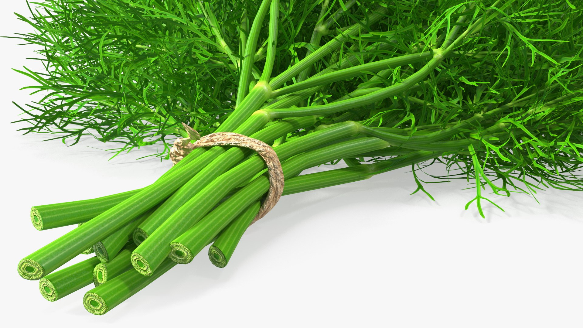 Dill Bunch With Rope 3D model https://p.turbosquid.com/ts-thumb/eF/0aA3Zb/ET/dillbunchwithrope3dmodel014/jpg/1651850503/1920x1080/fit_q87/ad48e9cc97aaf615a761b6a0fbe0fc6be75331ec/dillbunchwithrope3dmodel014.jpg
