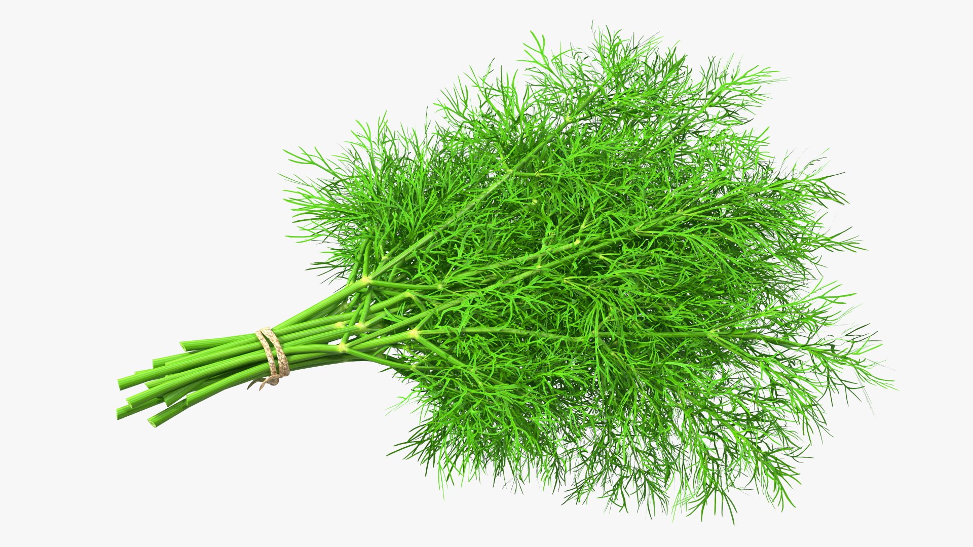 Dill Bunch With Rope 3D model https://p.turbosquid.com/ts-thumb/eF/0aA3Zb/RK/dillbunchwithrope3dmodel012/jpg/1651850497/1920x1080/fit_q87/592aa8de8a1b16459f8fbd8408b77527be541c6d/dillbunchwithrope3dmodel012.jpg