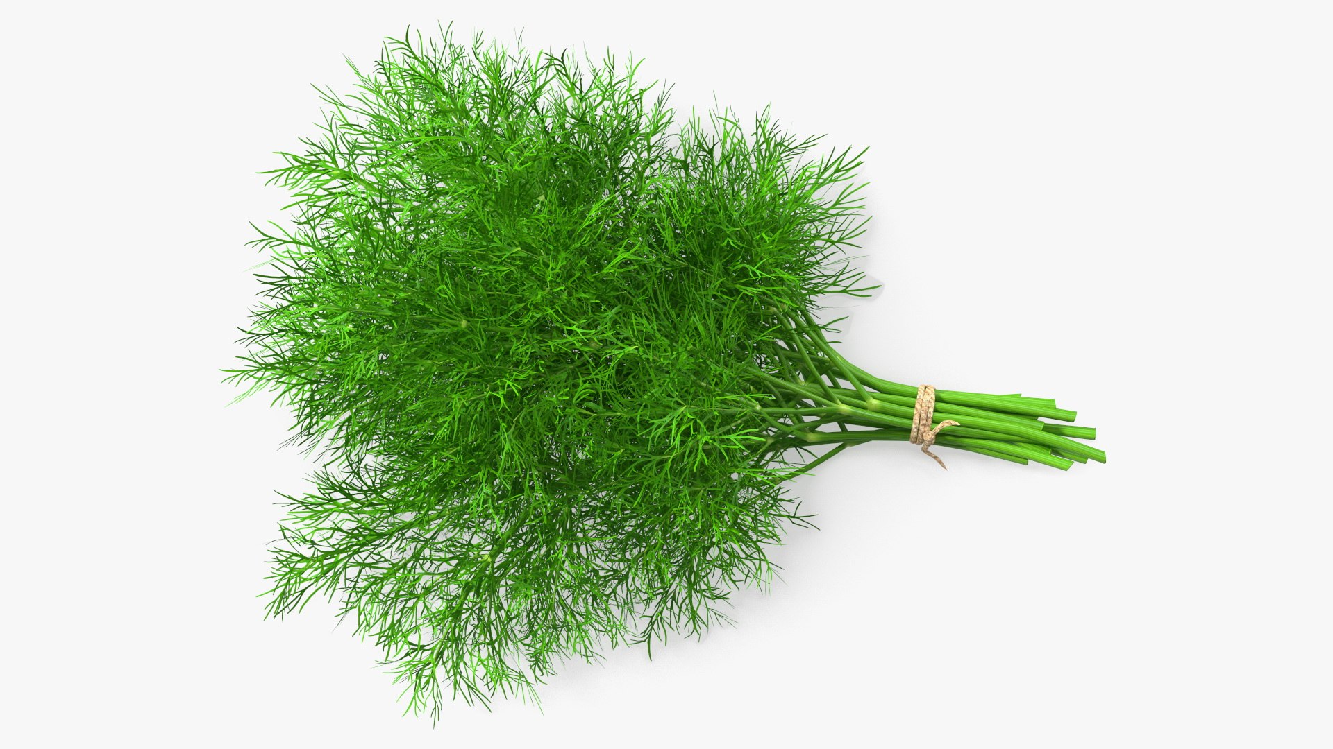 Dill Bunch With Rope 3D model https://p.turbosquid.com/ts-thumb/eF/0aA3Zb/Sw/dillbunchwithrope3dmodel011/jpg/1651850495/1920x1080/fit_q87/0c752ff564b25857f1a44654637c1295a6d00979/dillbunchwithrope3dmodel011.jpg