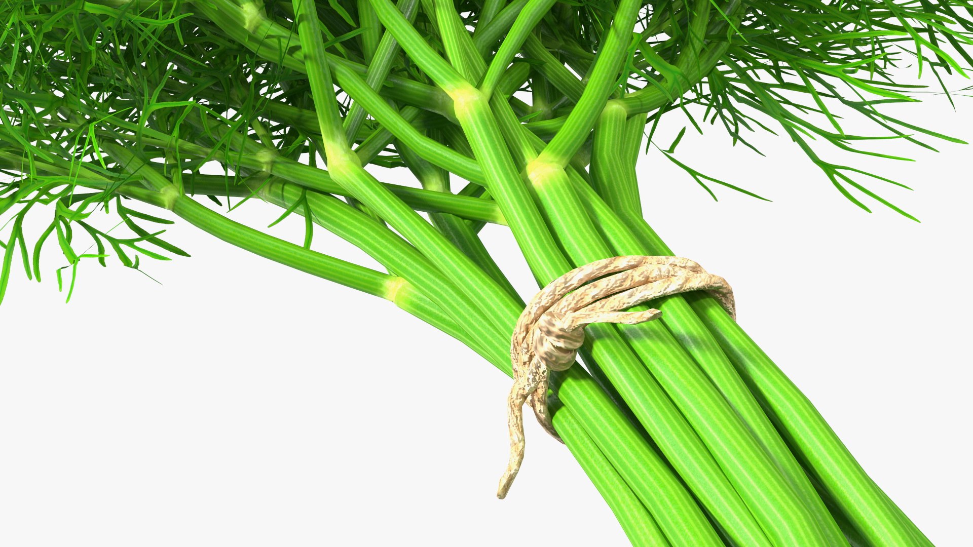 Dill Bunch With Rope 3D model https://p.turbosquid.com/ts-thumb/eF/0aA3Zb/cD/dillbunchwithrope3dmodel013/jpg/1651850500/1920x1080/fit_q87/5234966664c48688df06f9fb797464a9d0252dd9/dillbunchwithrope3dmodel013.jpg