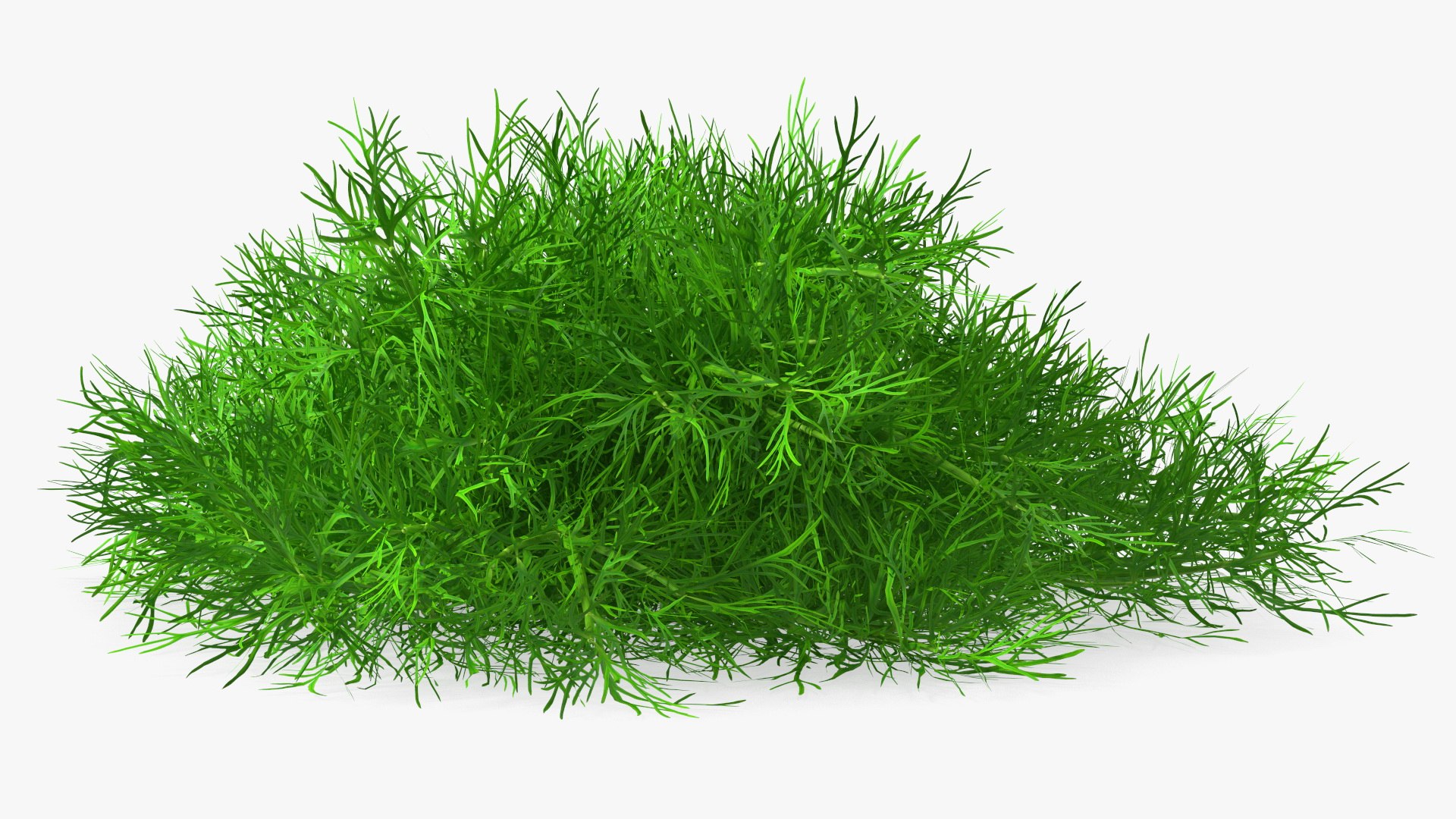 Dill Bunch With Rope 3D model https://p.turbosquid.com/ts-thumb/eF/0aA3Zb/nl/dillbunchwithrope3dmodel009/jpg/1651850490/1920x1080/fit_q87/89cf255db8f18a3ae67c01b6d122bfe0d6be55c2/dillbunchwithrope3dmodel009.jpg