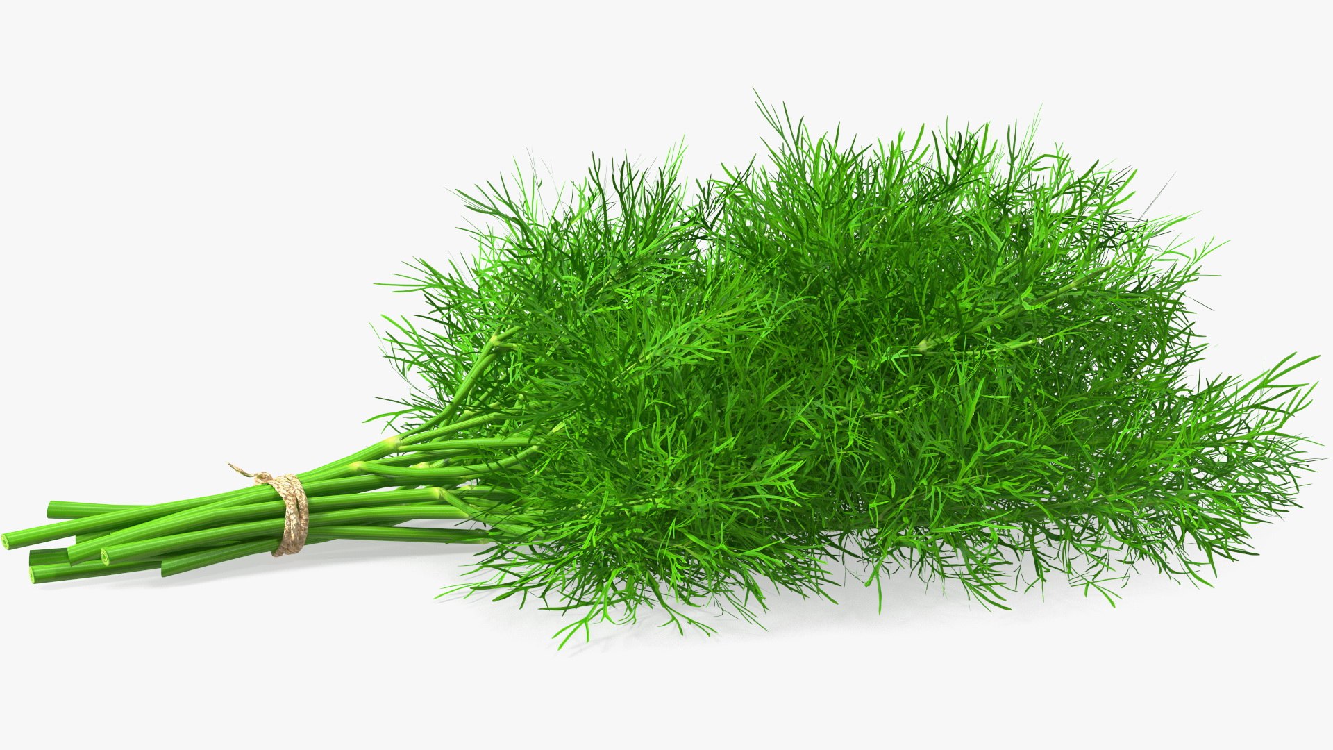 Dill Bunch With Rope 3D model https://p.turbosquid.com/ts-thumb/eF/0aA3Zb/s5/dillbunchwithrope3dmodel008/jpg/1651850487/1920x1080/fit_q87/1a4aa9423058b6d88b67be7b5d2380131fce52df/dillbunchwithrope3dmodel008.jpg