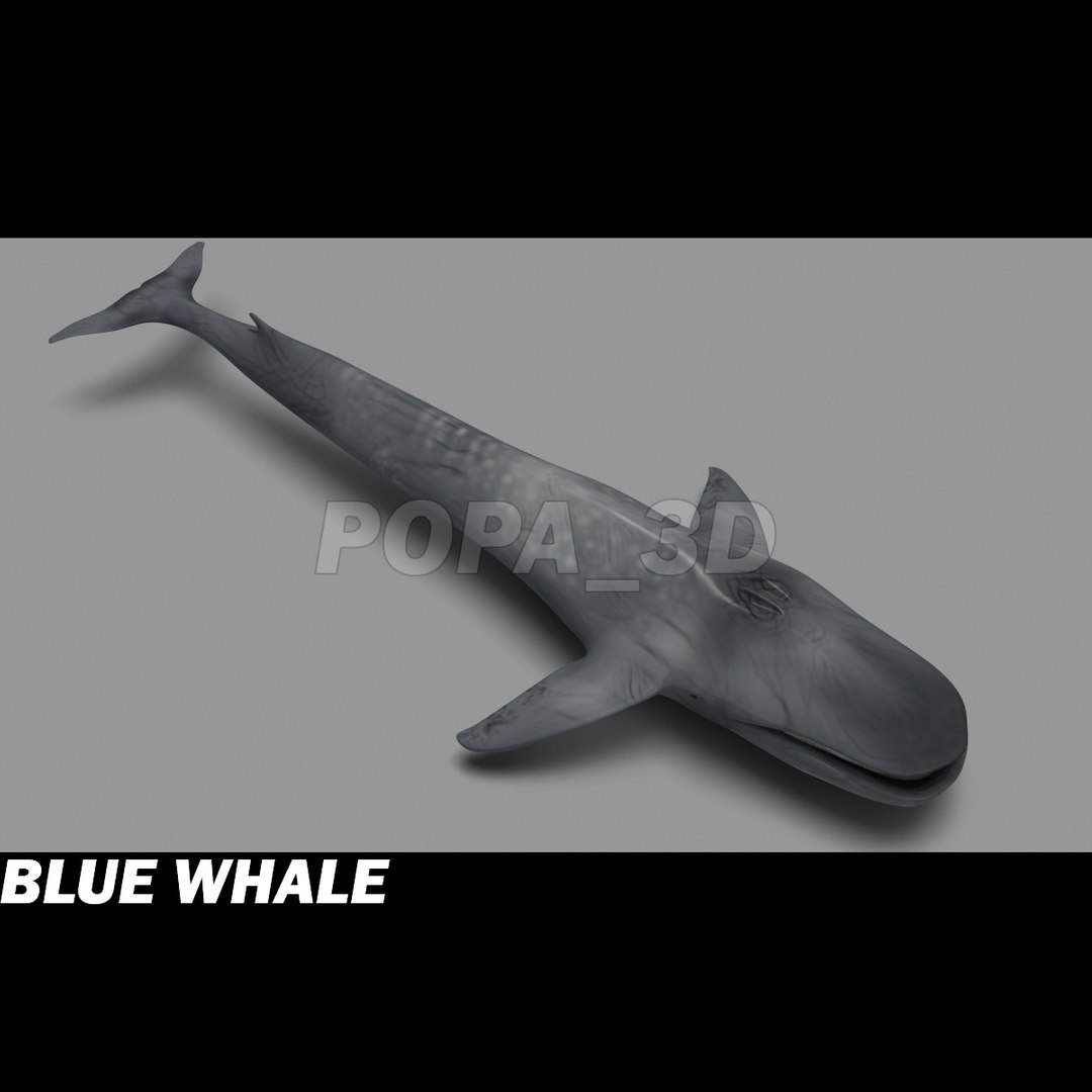 shark sea animals 3d max https://p.turbosquid.com/ts-thumb/eF/2U6IBQ/2L0mVcuD/bluewhaleb/jpg/1300474724/1920x1080/fit_q87/cbf95c3a158a24f7aa4aac0bfb91e7928877ea91/bluewhaleb.jpg