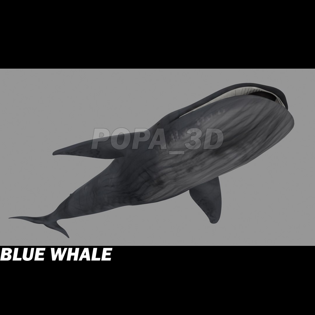 shark sea animals 3d max https://p.turbosquid.com/ts-thumb/eF/2U6IBQ/2dACKybK/bluewhalec1/jpg/1300474724/1920x1080/fit_q87/37356df8187a98c52db7129fc57d5a42cfca016c/bluewhalec1.jpg