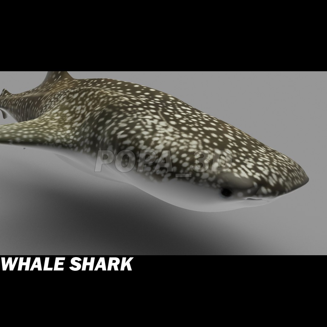 shark sea animals 3d max https://p.turbosquid.com/ts-thumb/eF/2U6IBQ/DUskC7bW/whalsharkc/jpg/1299102848/1920x1080/fit_q87/ee7abeb07c490716bd751d5236ee377c832abde2/whalsharkc.jpg