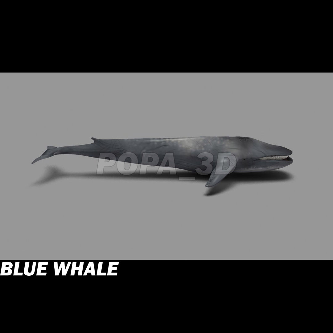 shark sea animals 3d max https://p.turbosquid.com/ts-thumb/eF/2U6IBQ/EYMdc6jO/bw360/jpg/1300475416/1920x1080/turn_fit_q99/3538ea52e969827a4713ace79874f9eab6e5de42/bw360-1.jpg