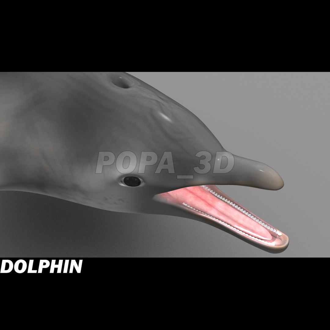 shark sea animals 3d max https://p.turbosquid.com/ts-thumb/eF/2U6IBQ/H3ElppBD/dolphine/jpg/1299626091/1920x1080/fit_q87/9cedc298ae12d71670f38a7cd2acddaa5be32704/dolphine.jpg