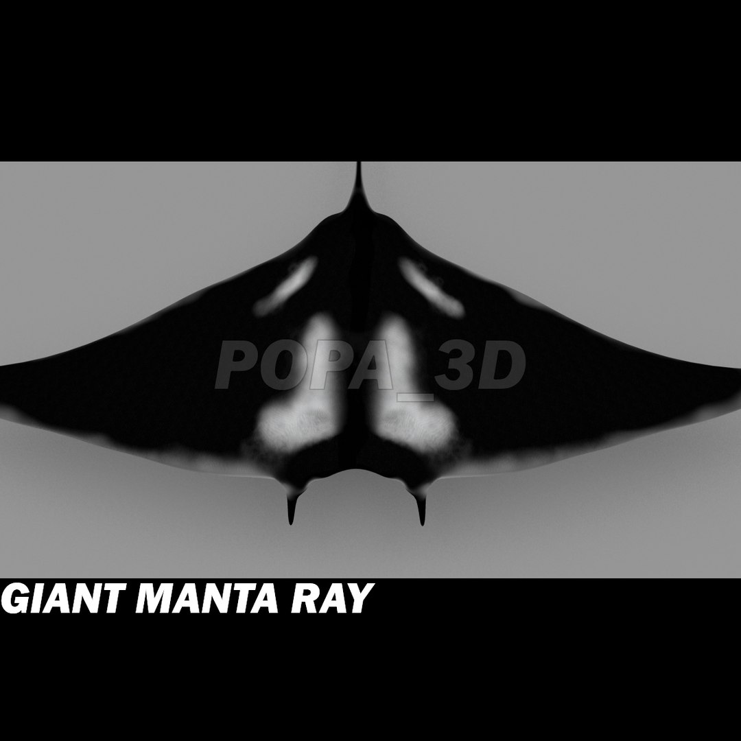 shark sea animals 3d max https://p.turbosquid.com/ts-thumb/eF/2U6IBQ/H99dcKYw/gmrb/jpg/1301053516/1920x1080/fit_q87/006ea7d7be0ff181492fc07147317539ab463fa7/gmrb.jpg