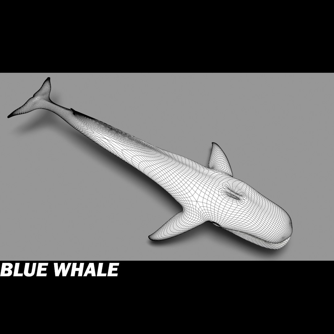 shark sea animals 3d max https://p.turbosquid.com/ts-thumb/eF/2U6IBQ/HH3nDm1P/bluewhaleg/jpg/1300474724/1920x1080/fit_q87/4f858a08a76667b5873b7f47c1b31050c54c40d2/bluewhaleg.jpg