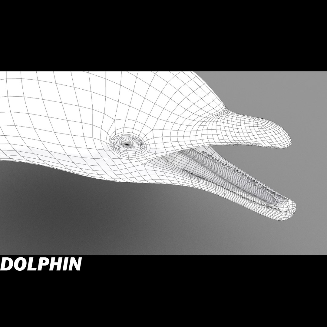 shark sea animals 3d max https://p.turbosquid.com/ts-thumb/eF/2U6IBQ/IsGux5aH/dolphinj/jpg/1299626091/1920x1080/fit_q87/31bde40ebeb46815982f3510f617c0c386a237e4/dolphinj.jpg