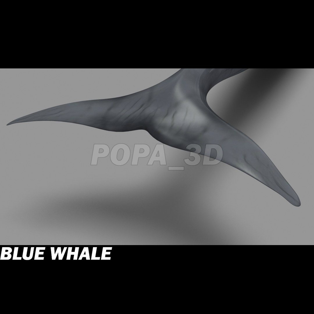 shark sea animals 3d max https://p.turbosquid.com/ts-thumb/eF/2U6IBQ/JKW3yP5m/bluewhalef/jpg/1300474724/1920x1080/fit_q87/65a8dcc03e395b677039d5e87f9b78e8d3bd8c7f/bluewhalef.jpg