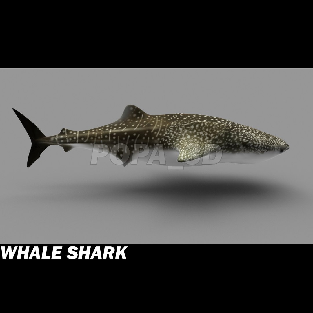 shark sea animals 3d max https://p.turbosquid.com/ts-thumb/eF/2U6IBQ/LgYUyMS7/whalsharke/jpg/1299102848/1920x1080/fit_q87/4da0b13487c49f1711f5b278d4330d4d700e1491/whalsharke.jpg