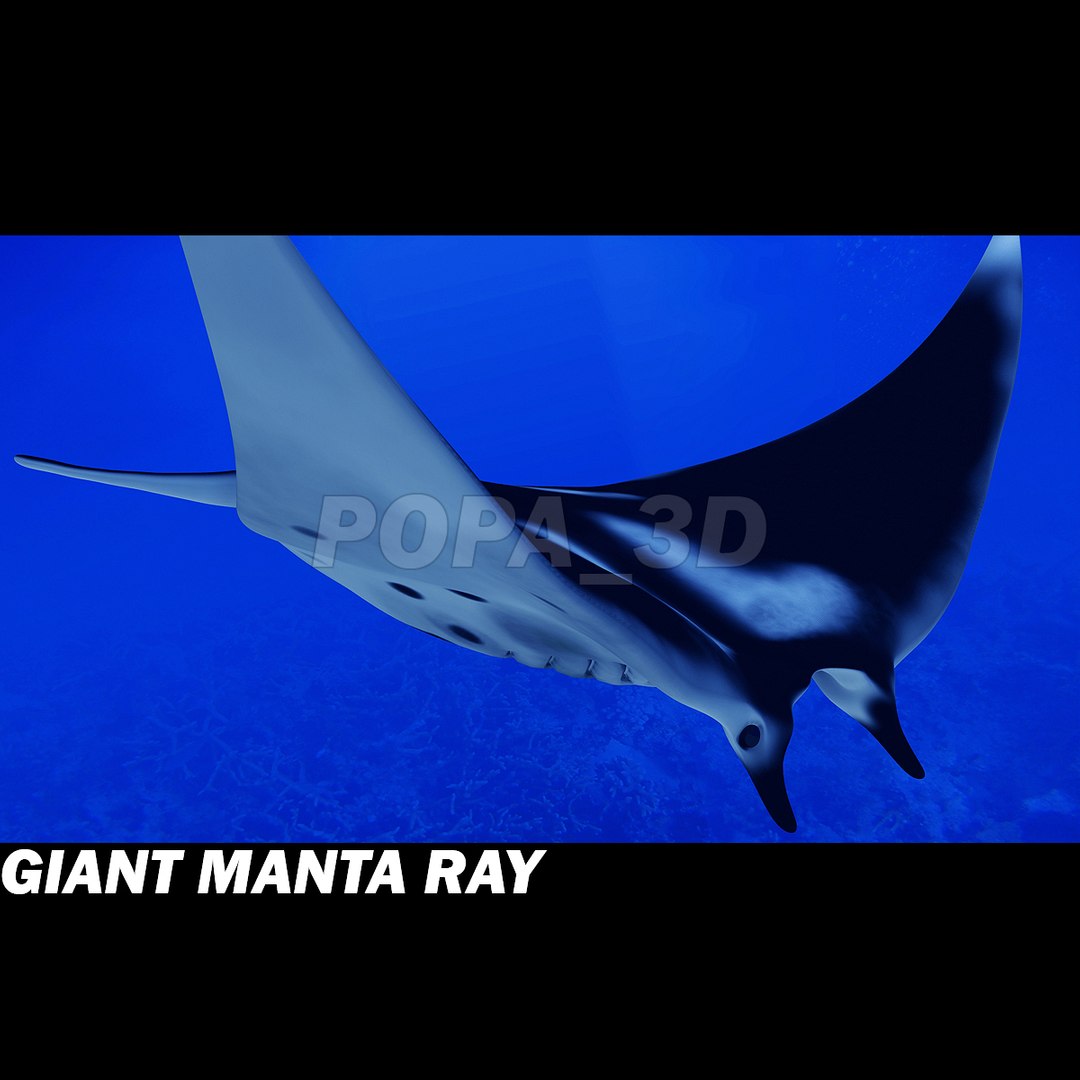 shark sea animals 3d max https://p.turbosquid.com/ts-thumb/eF/2U6IBQ/LmmNiEhP/gmra/jpg/1301053516/1920x1080/fit_q87/32048b7f728cb32126a313a6559bbc2e5c32cd77/gmra.jpg