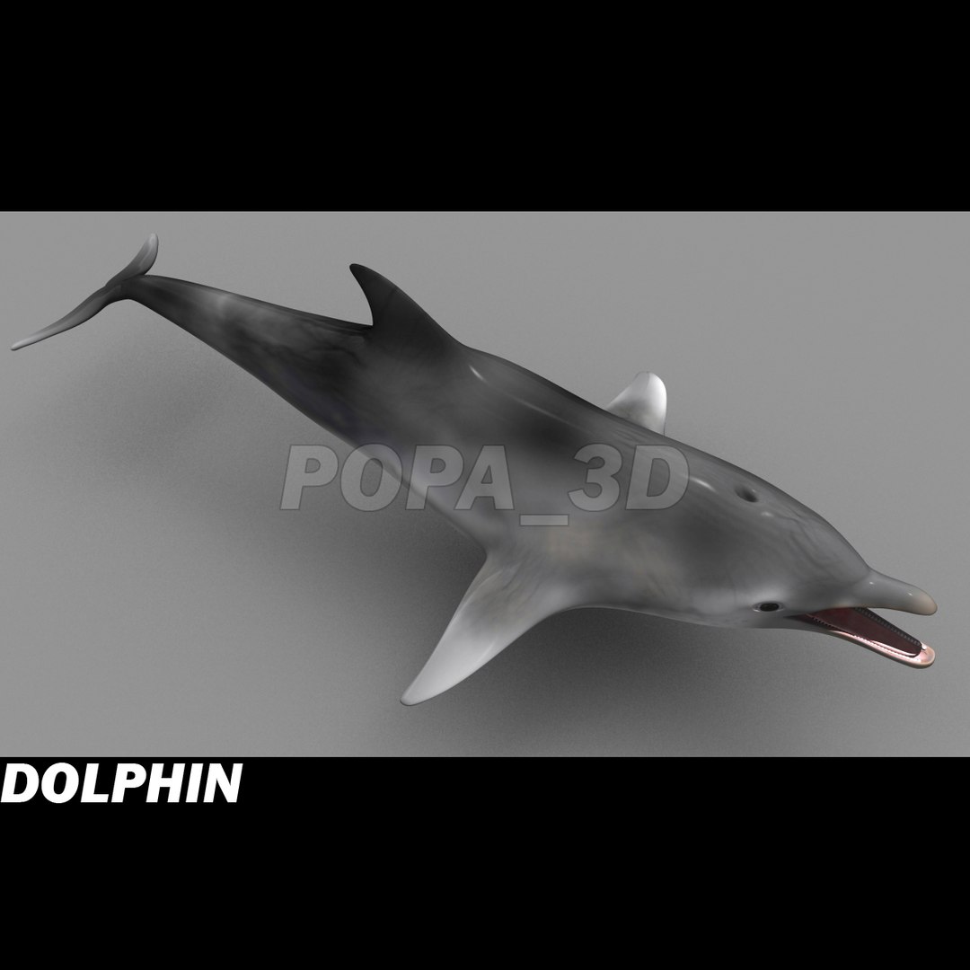 shark sea animals 3d max https://p.turbosquid.com/ts-thumb/eF/2U6IBQ/PRaNCIGs/dolphinc/jpg/1299626091/1920x1080/fit_q87/9556ee488e68f73a7e4f85ec074f89b0cf1bf9e4/dolphinc.jpg