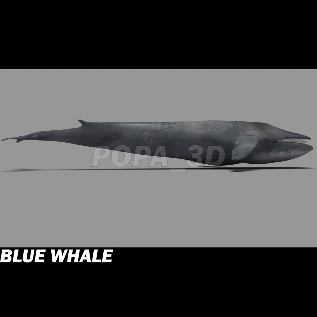 shark sea animals 3d max https://p.turbosquid.com/ts-thumb/eF/2U6IBQ/VmJksVvp/bluewhalec/jpg/1300474724/1920x1080/fit_q87/8161d9d175dbb835d68c9e2938e53e585791eb48/bluewhalec.jpg