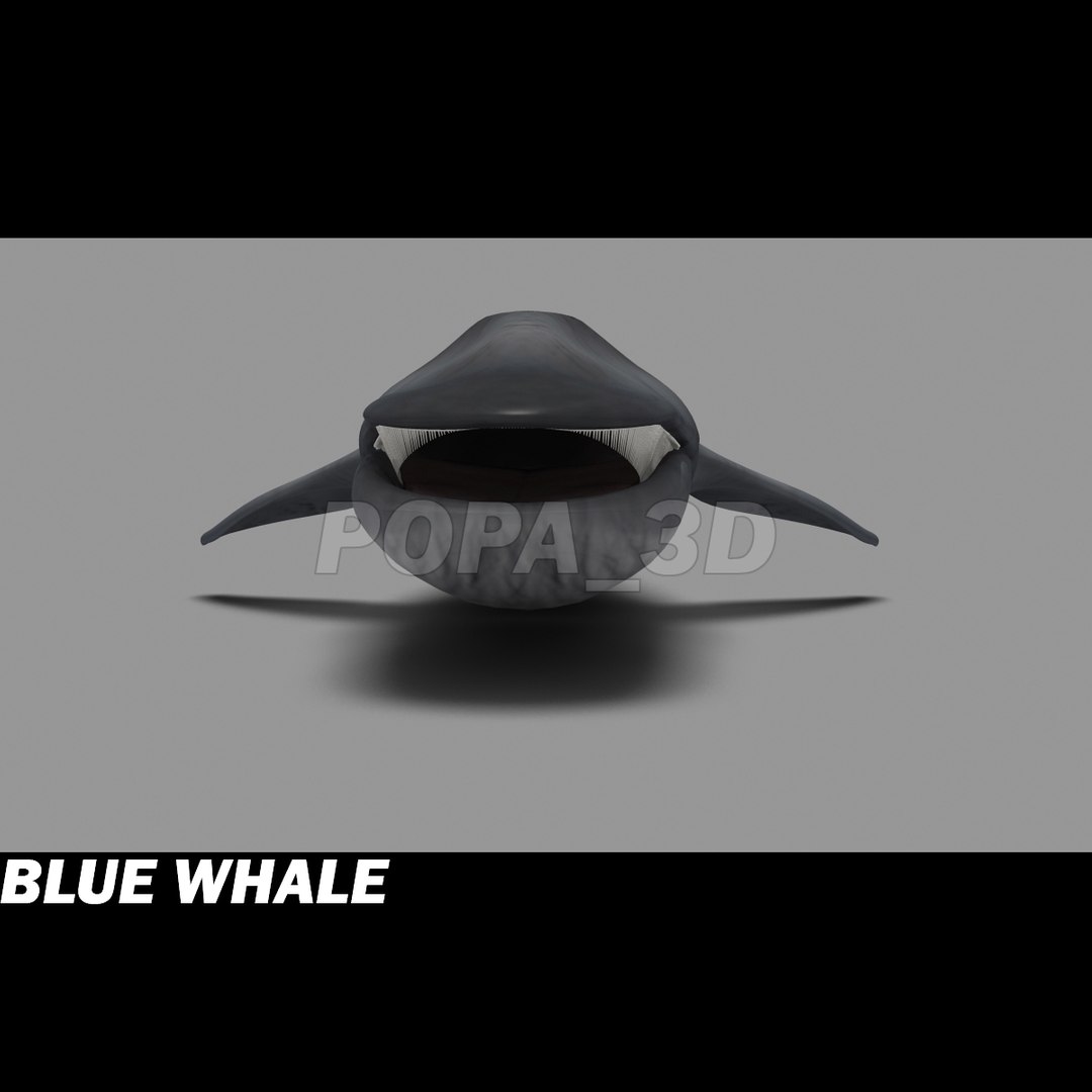 shark sea animals 3d max https://p.turbosquid.com/ts-thumb/eF/2U6IBQ/XrcFIyTA/bluewhaled/jpg/1300474724/1920x1080/fit_q87/74fbd191b95d1bb5efdc93f956aaf3f563bd7a19/bluewhaled.jpg