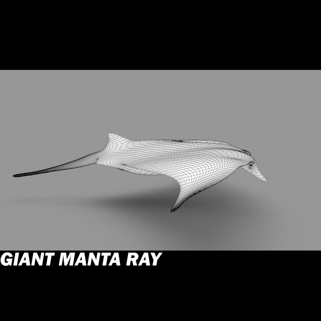 shark sea animals 3d max https://p.turbosquid.com/ts-thumb/eF/2U6IBQ/ZJbL2vWI/gmrh/jpg/1301053516/1920x1080/fit_q87/6b3bc9312178b04b9f61a20211d99e81a70115c7/gmrh.jpg