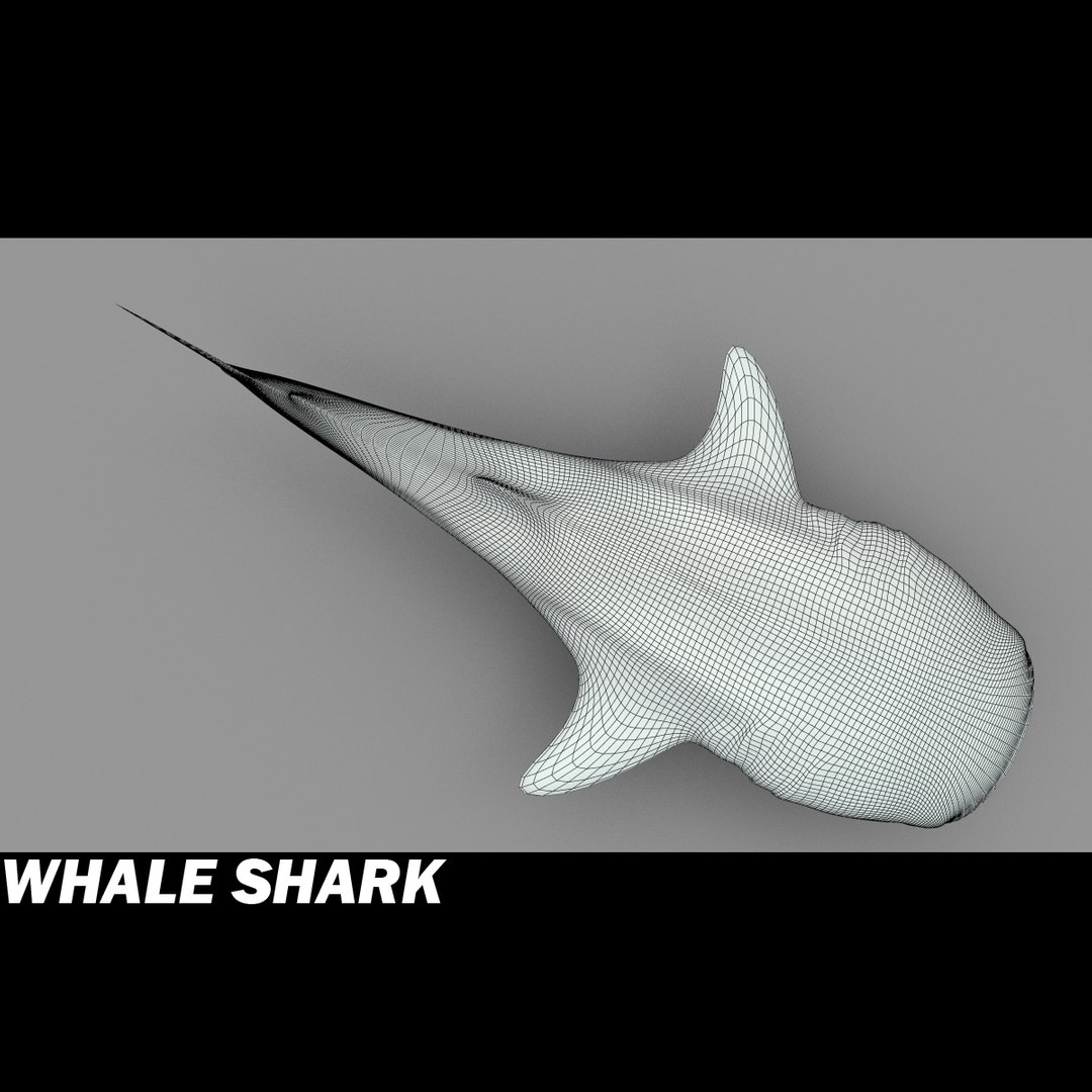 shark sea animals 3d max https://p.turbosquid.com/ts-thumb/eF/2U6IBQ/ZJqM7cTy/whalsharkf/jpg/1299102848/1920x1080/fit_q87/9870fbd6aa59e8b9aa1dae55f8ed34dab573f653/whalsharkf.jpg