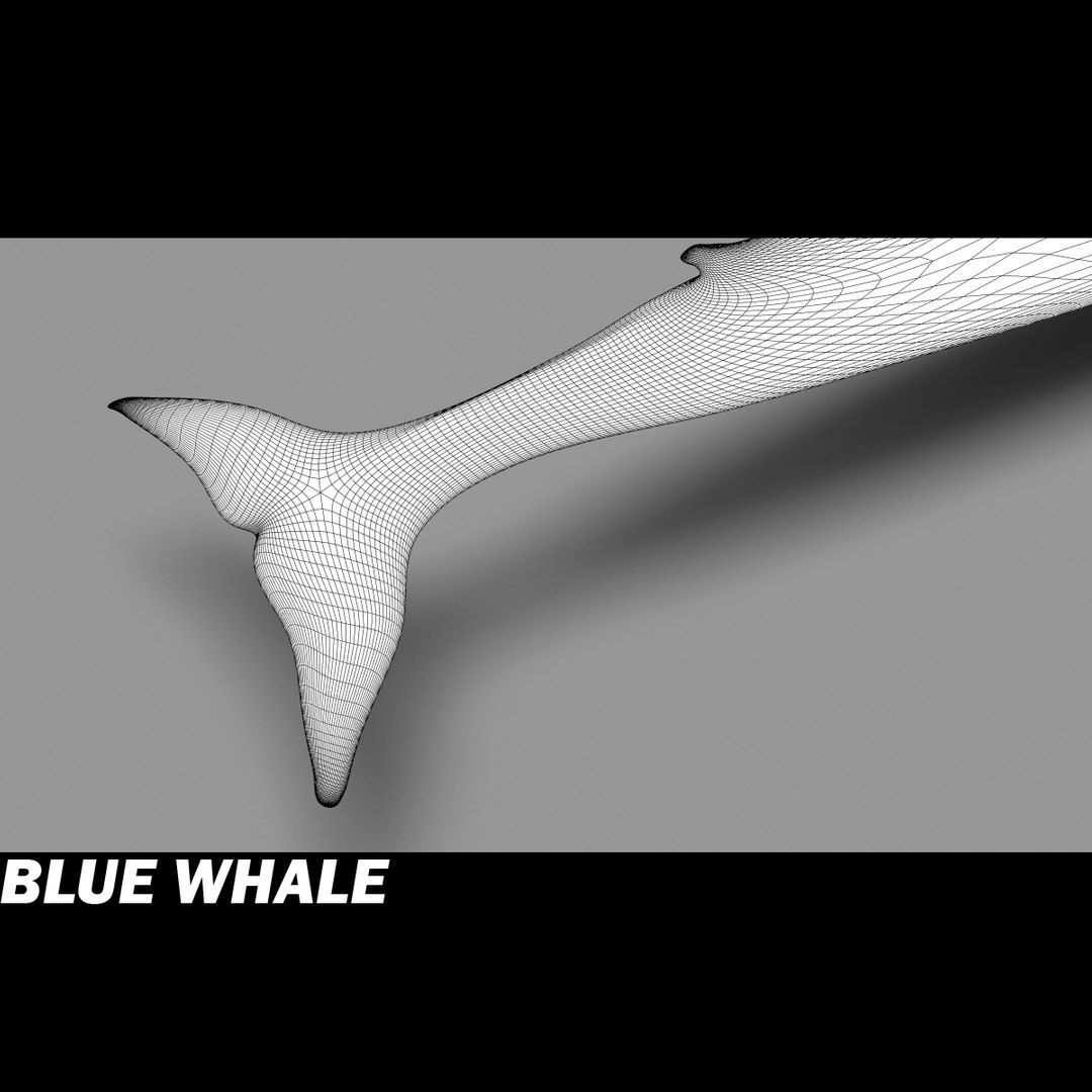 shark sea animals 3d max https://p.turbosquid.com/ts-thumb/eF/2U6IBQ/s7enpgn6/bluewhalej/jpg/1300474724/1920x1080/fit_q87/4f8fbaf13b8f33f400df2e5d9ab7b21d09f7f4ce/bluewhalej.jpg