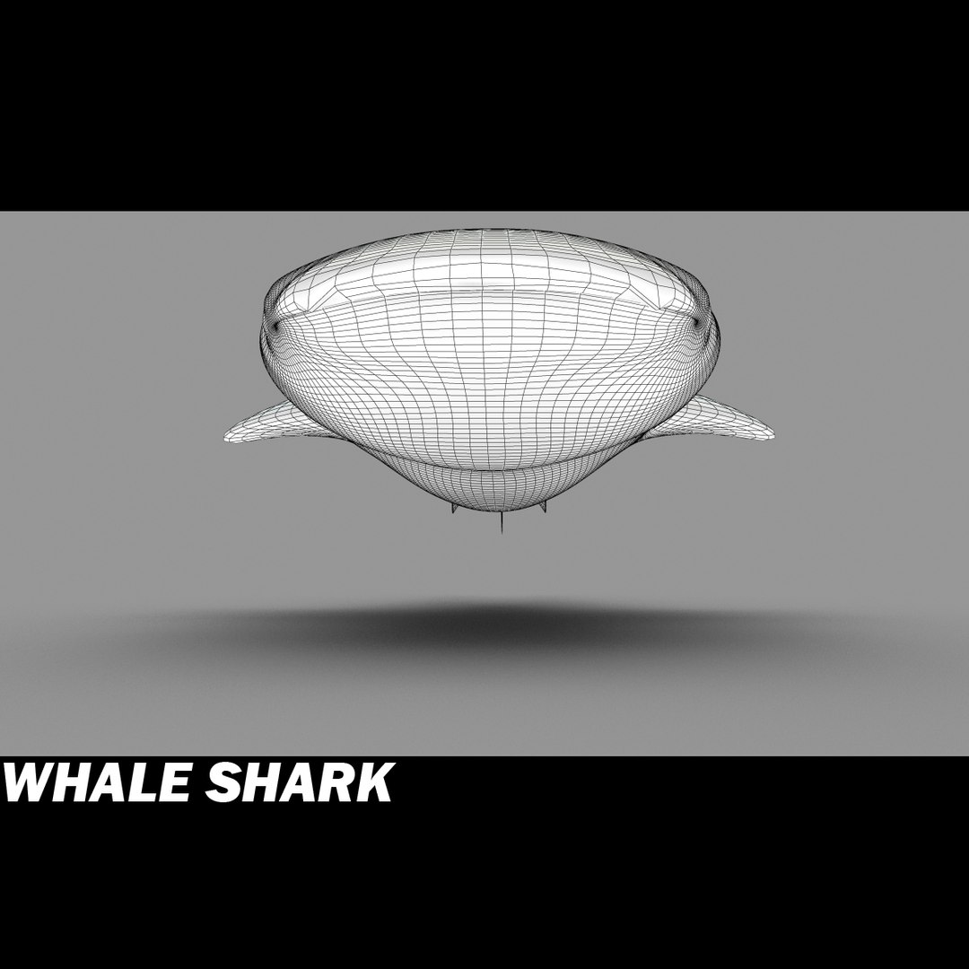 shark sea animals 3d max https://p.turbosquid.com/ts-thumb/eF/2U6IBQ/sCGPNVGV/whalsharkh/jpg/1299102848/1920x1080/fit_q87/6be2effccc11e2c2dcdacf2fda9c6057143f2072/whalsharkh.jpg