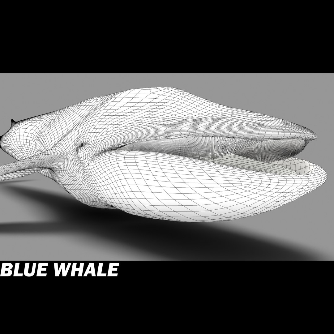 shark sea animals 3d max https://p.turbosquid.com/ts-thumb/eF/2U6IBQ/sfWkPo3k/bluewhalei/jpg/1300474724/1920x1080/fit_q87/3085aaf7b4bf548b0d6d85b1df2049077f4a0e1d/bluewhalei.jpg