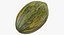 Melon Piel De Sapo 01