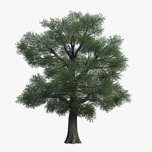 3D Willow Tree 01 model