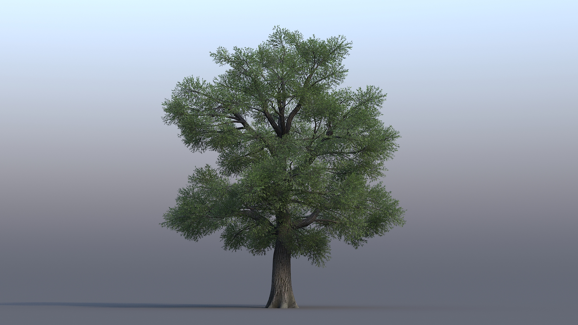 3D Willow Tree 01 Model - TurboSquid 1948219