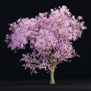 3D East Asian Cherry vol 239 model