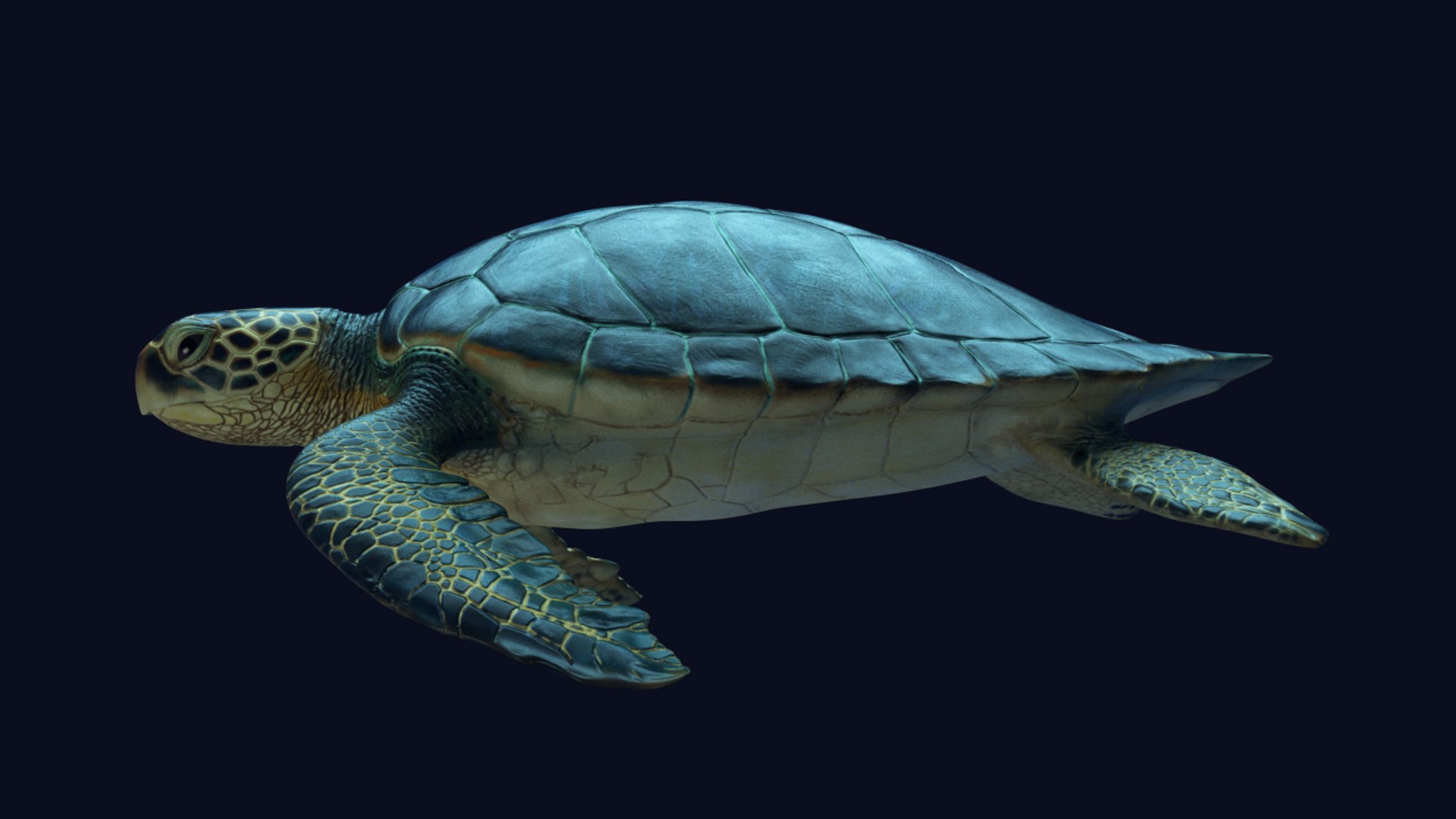 3D model photorealistic green sea turtle - TurboSquid 1222841