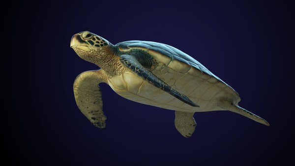 3D model photorealistic green sea turtle - TurboSquid 1222841