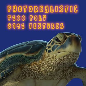 3D model photorealistic green sea turtle