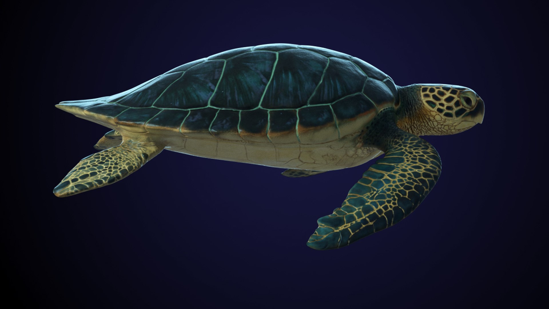 3D Model Photorealistic Green Sea Turtle - TurboSquid 1222841