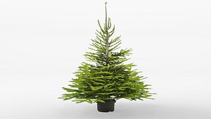 Norway spruce