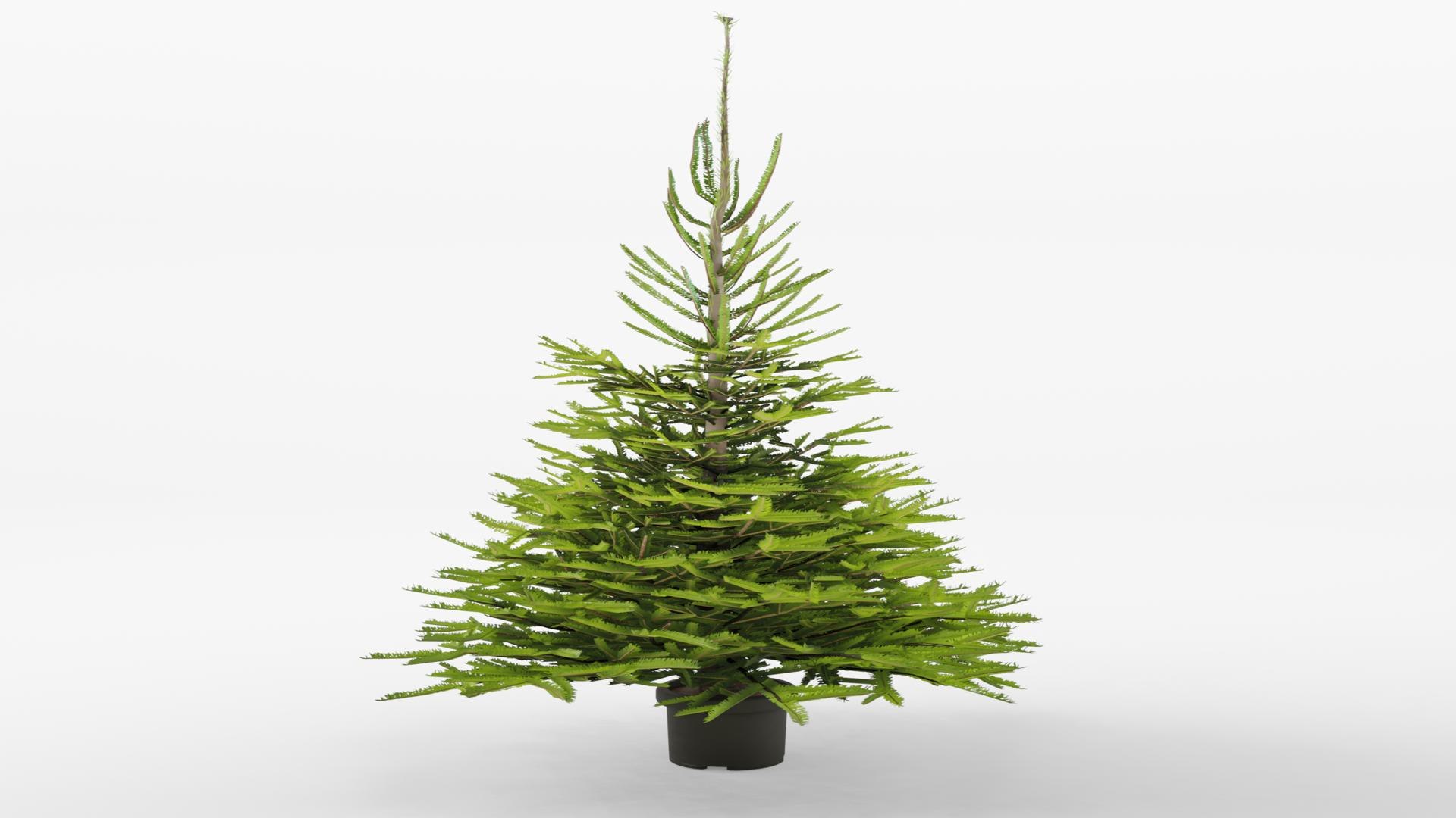 3D Norway Spruce 3D Model Model - TurboSquid 2216764