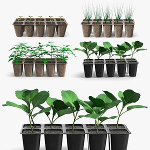 Seedling Collection 2