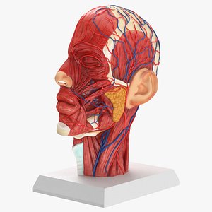 Anatomy Head 3D model