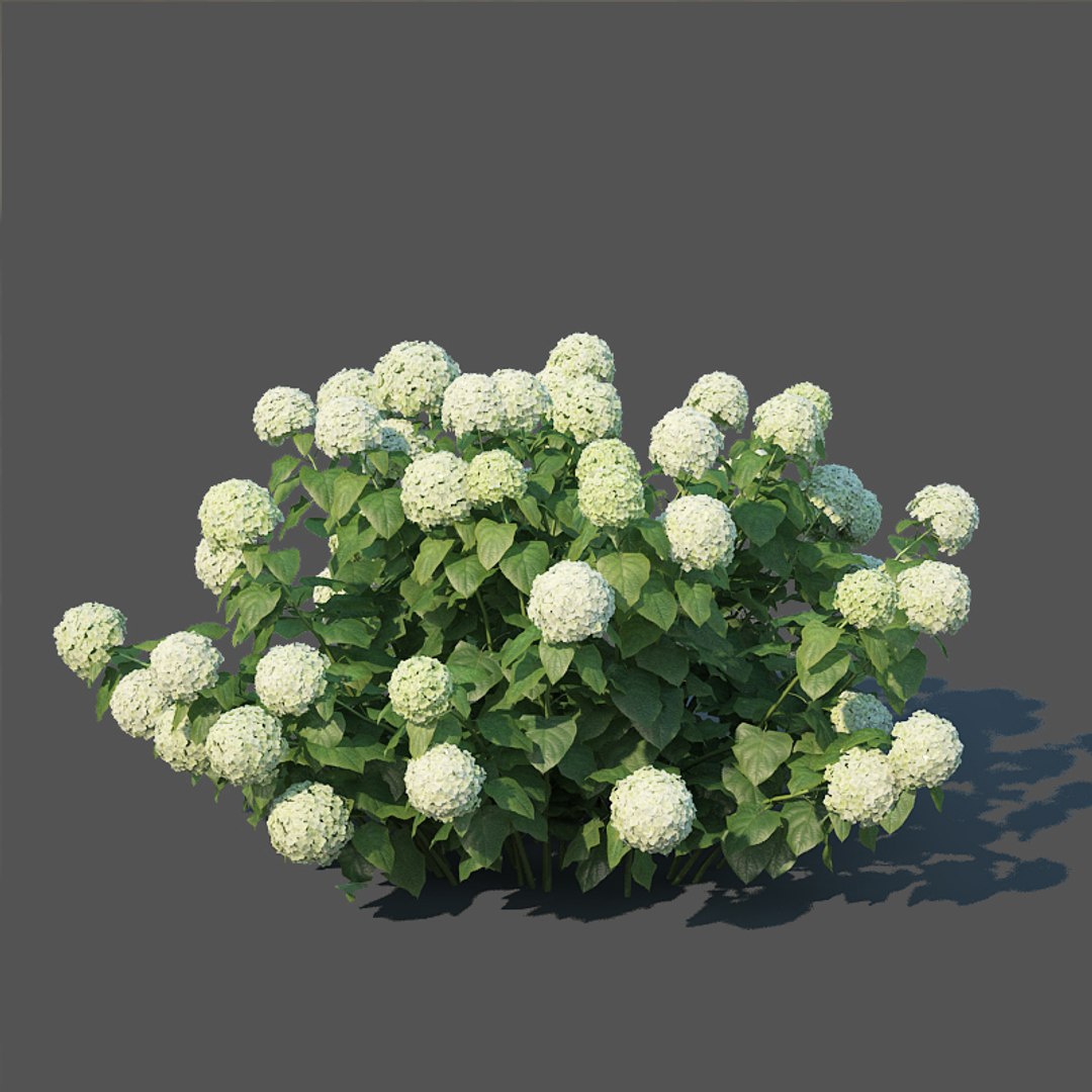 3D hydrangea arborescens model https://p.turbosquid.com/ts-thumb/eF/q5VFpi/HCwfTl33/hydrangeaarborescens3/jpg/1539892297/1920x1080/fit_q87/52d8331ca719e14f74590da94ef3244e9774f8f8/hydrangeaarborescens3.jpg