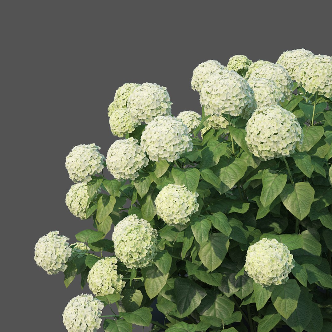3D hydrangea arborescens model https://p.turbosquid.com/ts-thumb/eF/q5VFpi/PyvQUZbw/hydrangeaarborescens7/jpg/1539892297/1920x1080/fit_q87/acbcc338969cffc6b58b21e8fe095eb9a62d16d9/hydrangeaarborescens7.jpg