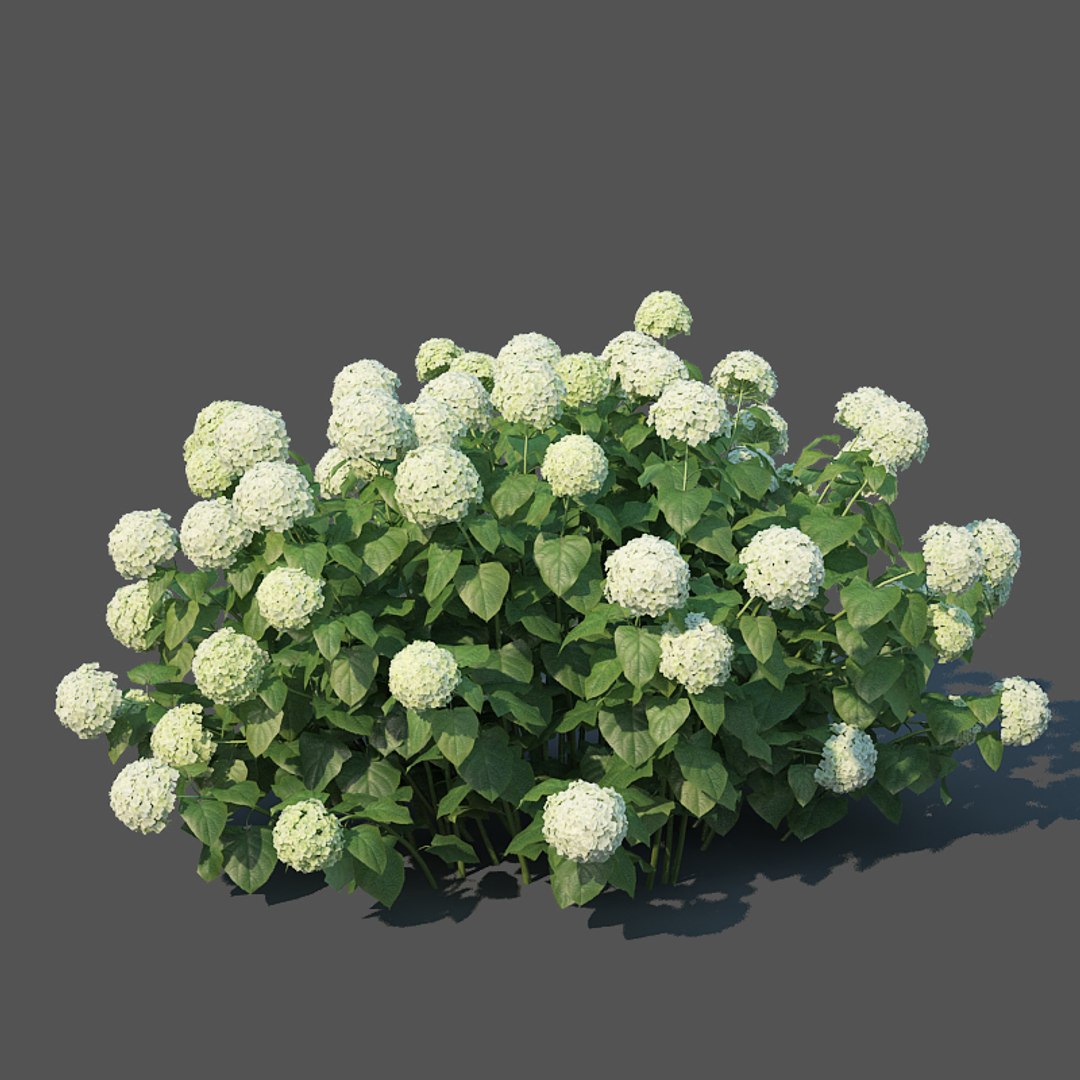 3D hydrangea arborescens model https://p.turbosquid.com/ts-thumb/eF/q5VFpi/w4bBaoao/hydrangeaarborescens6/jpg/1539892297/1920x1080/fit_q87/794cf404d80dcffbee970673d365f9e8cb342259/hydrangeaarborescens6.jpg