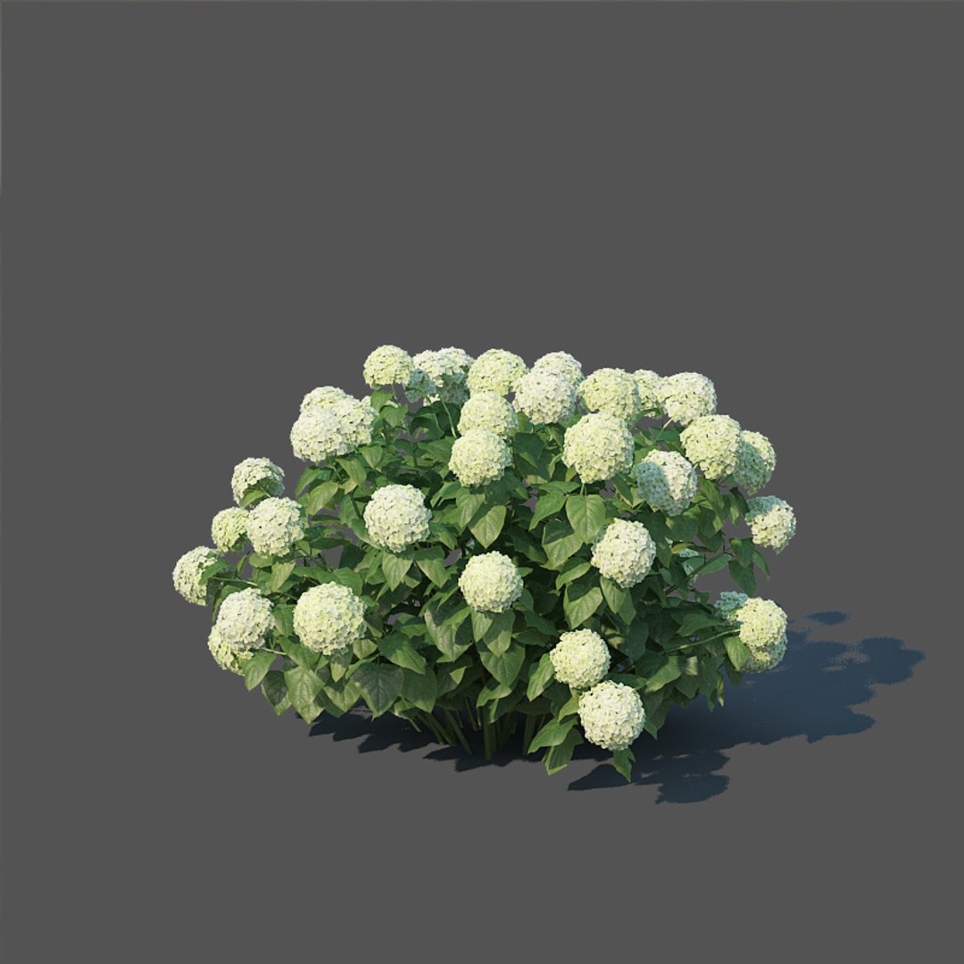 3D hydrangea arborescens model https://p.turbosquid.com/ts-thumb/eF/q5VFpi/wo0NC3oT/hydrangeaarborescens5/jpg/1539892297/1920x1080/fit_q87/2f55abfff78c1b37e52731751fbe6ef8b960195e/hydrangeaarborescens5.jpg