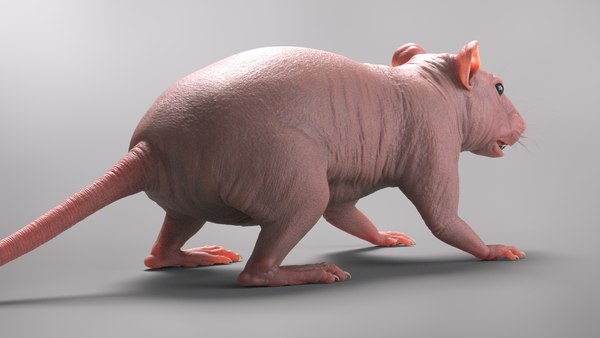 Rat skin model - TurboSquid 1670890