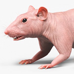 rat skin model
