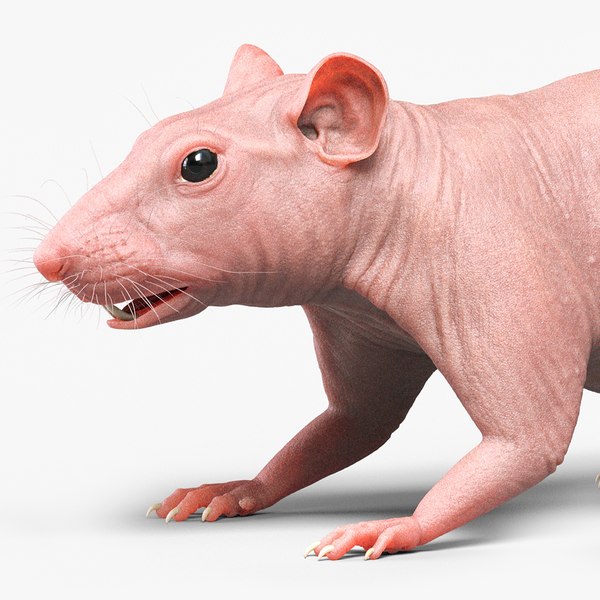 STL file rat souris rongeur mulot tail queue oreilles 🐀・3D